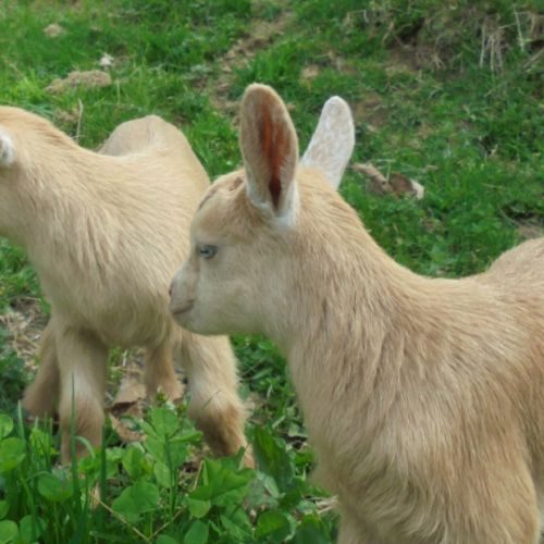 Bébés chèvres toys & naines #4