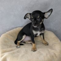 Chiots chihuahua poils courts disponibles