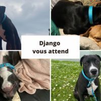 Django à l'adoption #2
