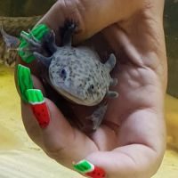Magnifiques bébés axolotls #3