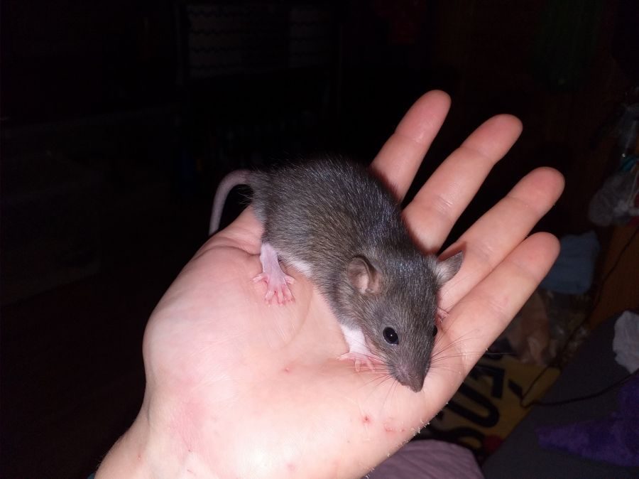 Bébés rats - ratons à adopter #3