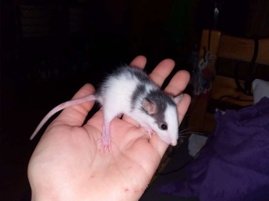 Bébés rats - ratons à adopter #5