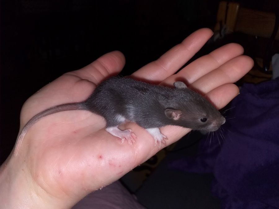 Bébés rats - ratons à adopter #9