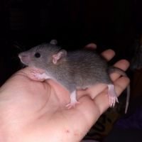 Bébés rats - ratons à adopter #1