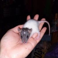 Bébés rats - ratons à adopter #0