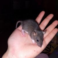 Bébés rats - ratons à adopter #3
