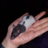 Bébés rats - ratons à adopter #4