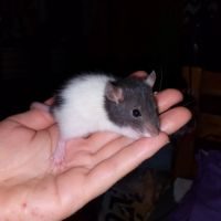Bébés rats - ratons à adopter #6