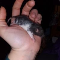 Bébés rats - ratons à adopter #8