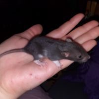 Bébés rats - ratons à adopter #9