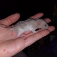 Bébés rats - ratons à adopter #10
