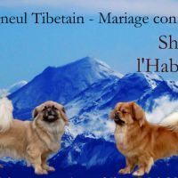 Chiots epagneul tibetain lof #1