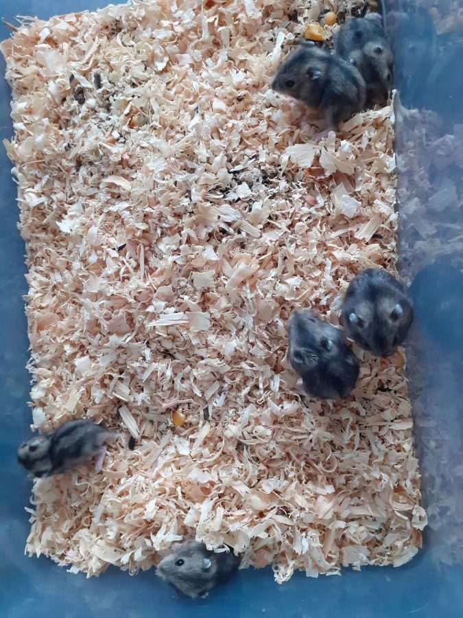 A donner 6 bébés hamsters #1