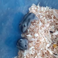 A donner 6 bébés hamsters #0