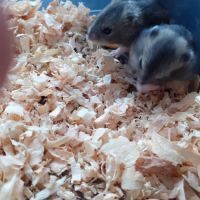 A donner 6 bébés hamsters #3