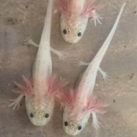 Bébés axolotl à réserver #0