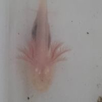 Bébés axolotl à réserver #3