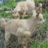 Bébés chèvres toys & naines #5