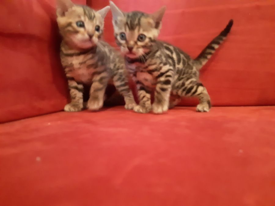 Bengal chaton disponible loof #1
