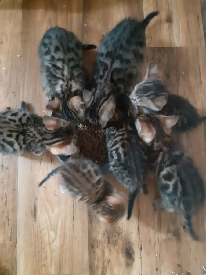 Bengal chaton disponible loof #0