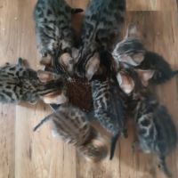 Bengal chaton disponible loof