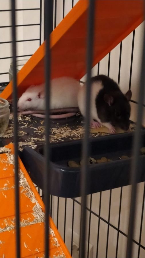 Deux petits rats #0