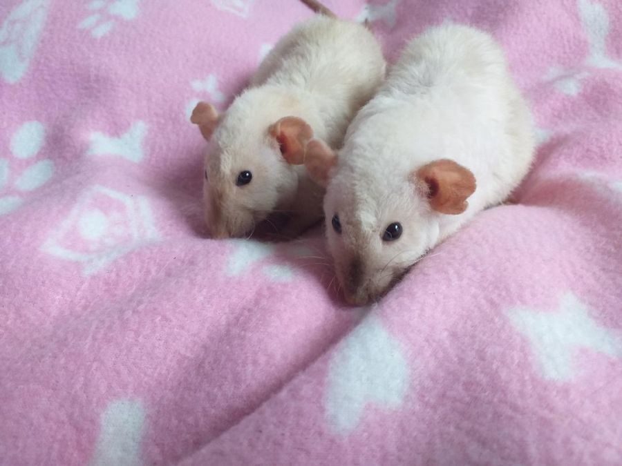 Duo de rats domestiques femelles dumbo siamoises #0