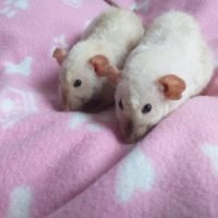 Duo de rats domestiques femelles dumbo siamoises