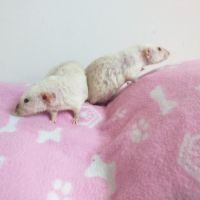 Duo de rats domestiques femelles dumbo siamoises #2
