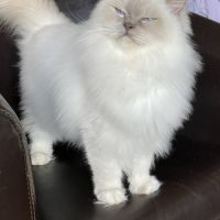 2 magnifiques chatons ragdoll loof #2