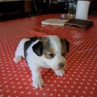 Chiot jack russell terrier