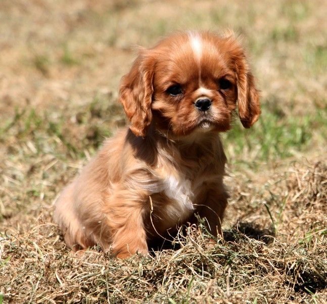 Adorables chiots cavalier king charles #0
