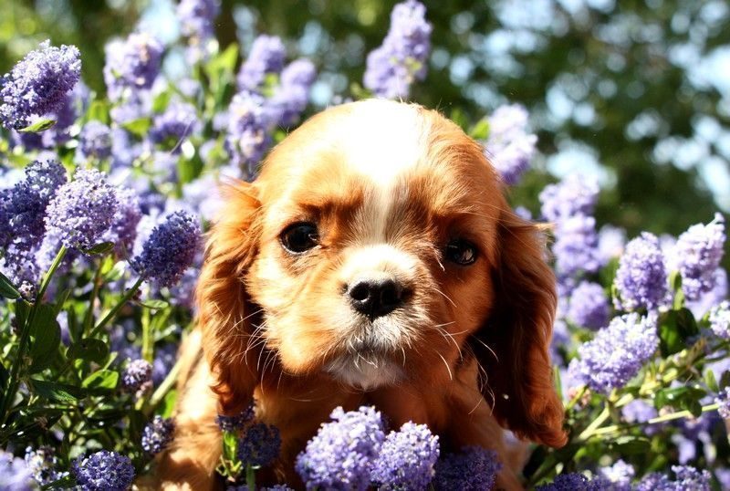 Adorables chiots cavalier king charles #2