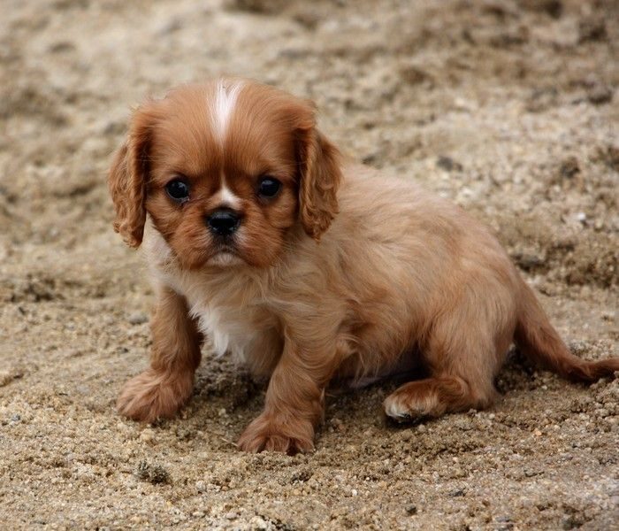 Adorables chiots cavalier king charles #3