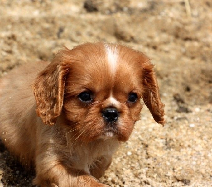 Adorables chiots cavalier king charles #6