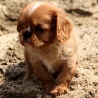 Adorables chiots cavalier king charles #4