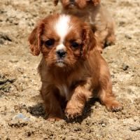 Adorables chiots cavalier king charles #5