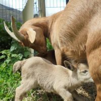 Bébés chèvres toys et naines #2