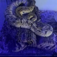 Python regius femelle #1