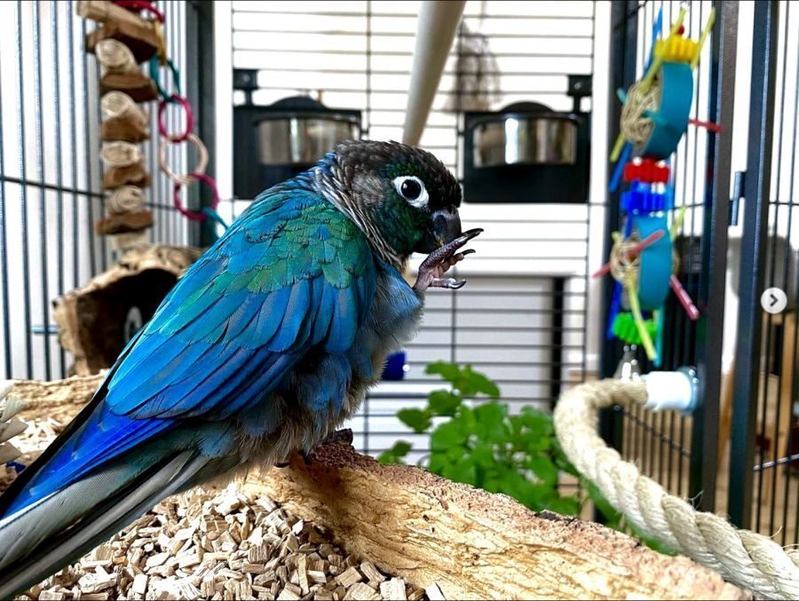 Rare perroquet bleu apprivoisé #0
