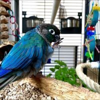 Rare perroquet bleu apprivoisé