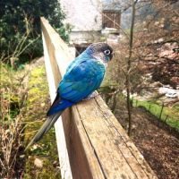 Rare perroquet bleu apprivoisé #3