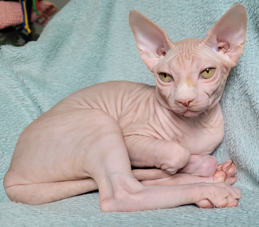 Magnifiques chatons sphynx loof #2