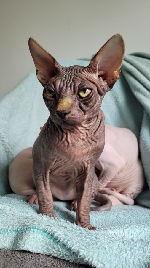 Magnifiques chatons sphynx loof #0