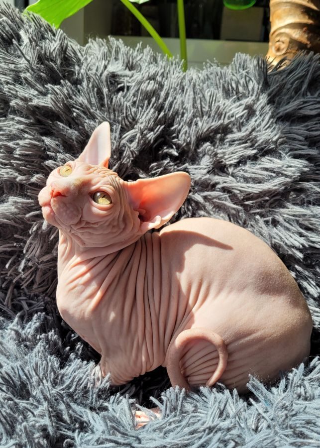 Magnifiques chatons sphynx loof #6