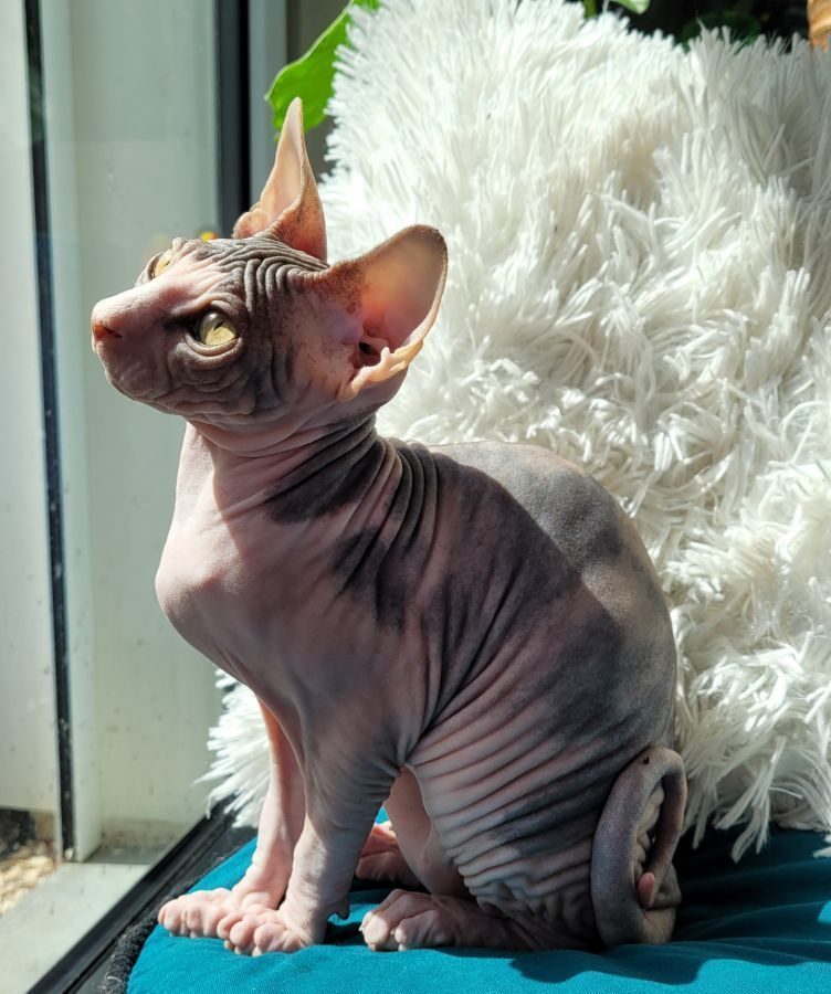 Magnifiques chatons sphynx loof #7
