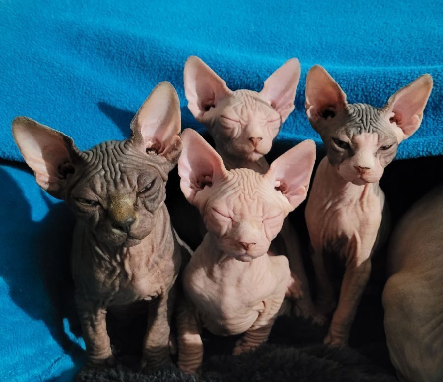 Magnifiques chatons sphynx loof #9