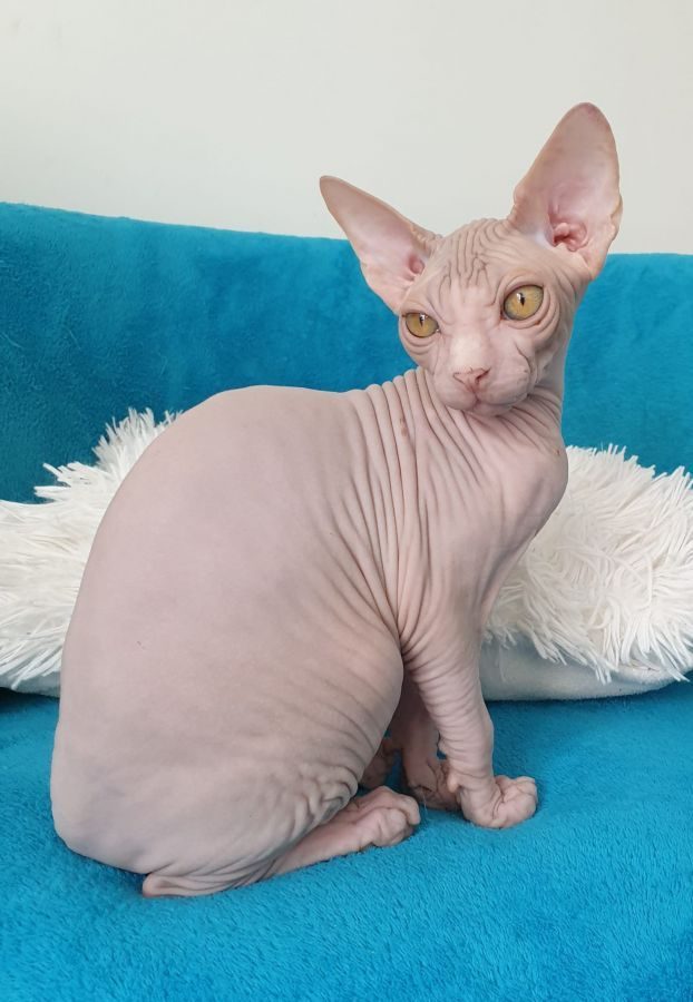 Magnifiques chatons sphynx loof #10