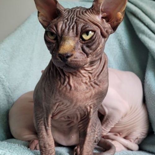 Magnifiques chatons sphynx loof