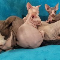 Magnifiques chatons sphynx loof #1